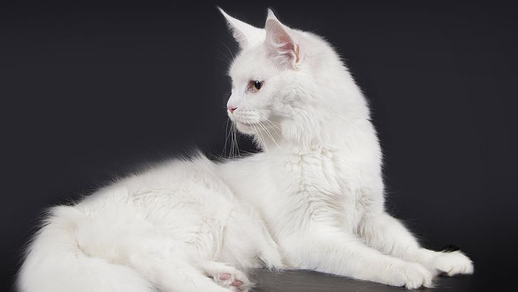 همه چیز دربارۀ گربۀ نژاد مین کون Itpetnet