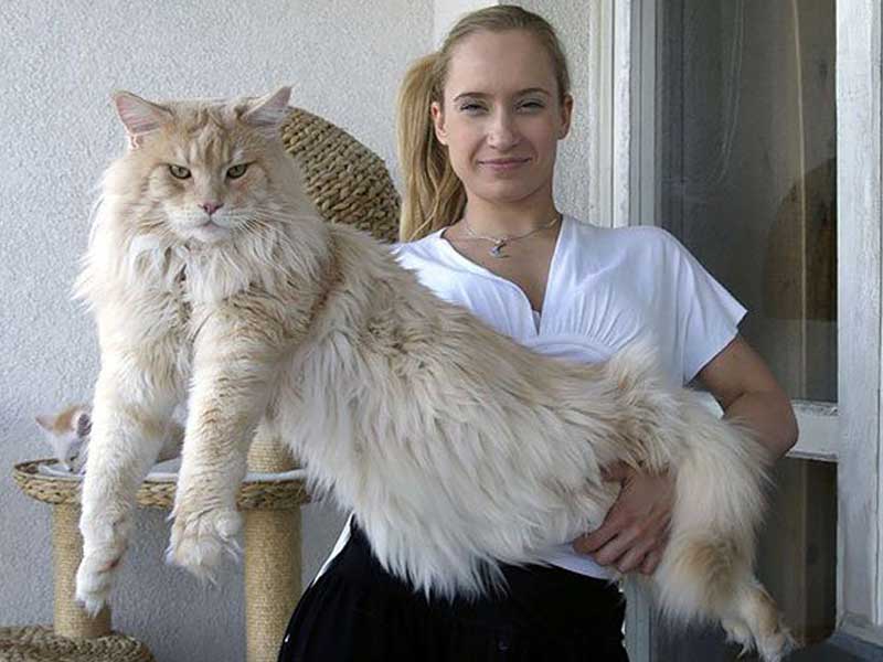 ۱۵ عکس از گربه های بسیار بزرگ Itpetnet