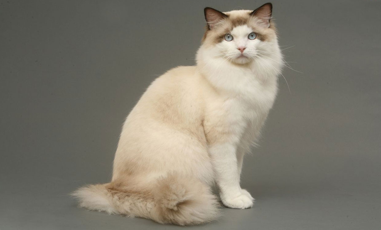 قیمت گربه ragdoll