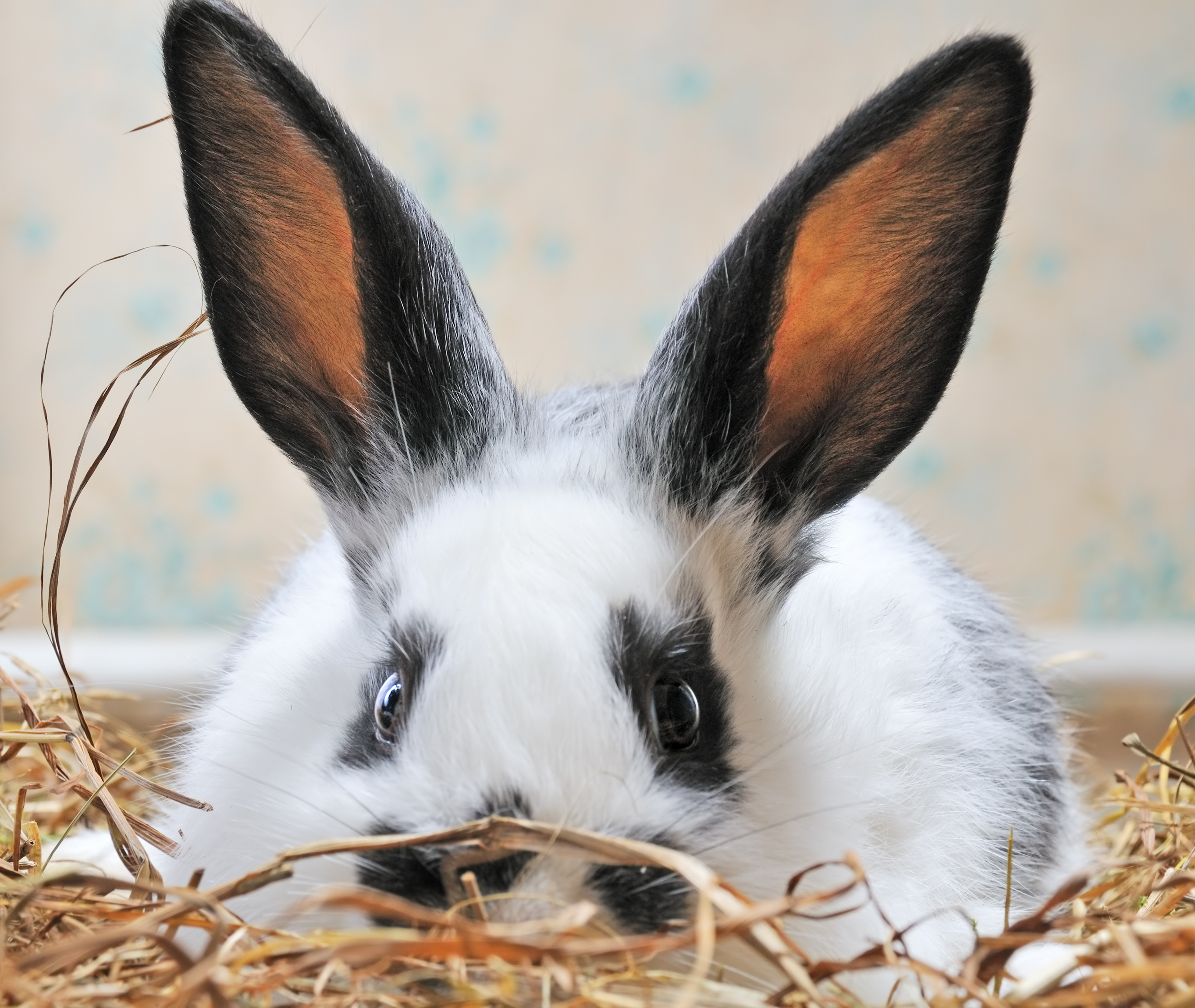 علت بی حال بودن خرگوش چیست
