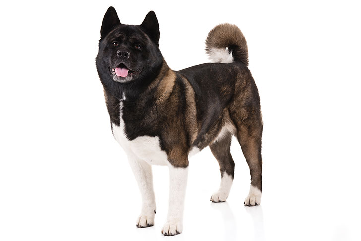 Akita On White 01 سگ های وفادار
