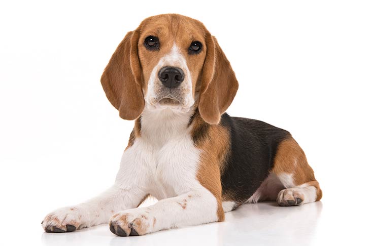 Beagle On White 07 سگ های وفادار