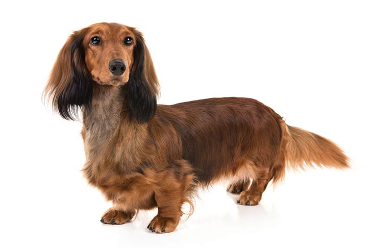 Dachshund On White 01 سگ های وفادار