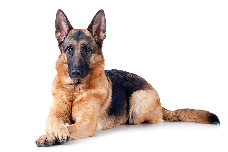 German Shepherd on White 00 سگ های وفادار