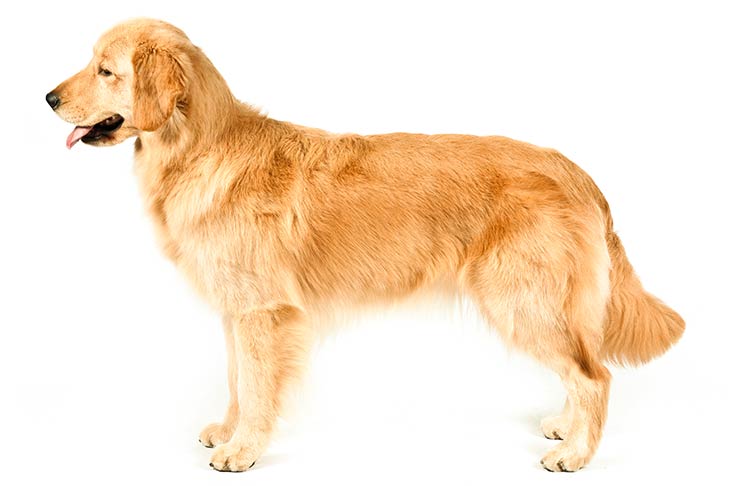 GoldenRetriever سگ های وفادار