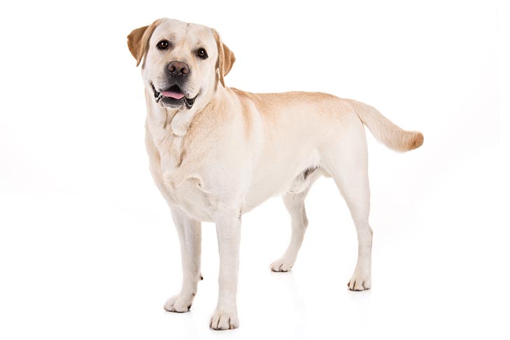 Labrador Retriever On White 01 سگ های وفادار