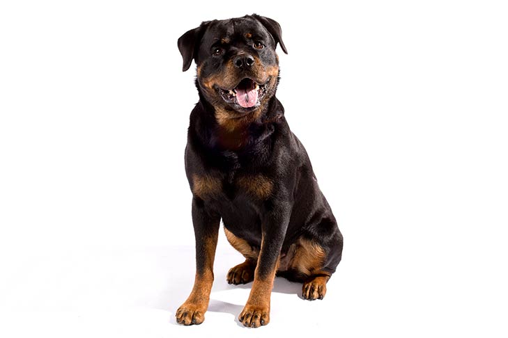Rottweiler On White 10 سگ های وفادار