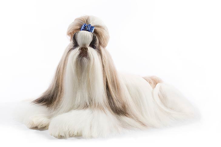 Shih Tzu On White 03 سگ های وفادار